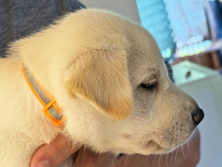 chinook puppy